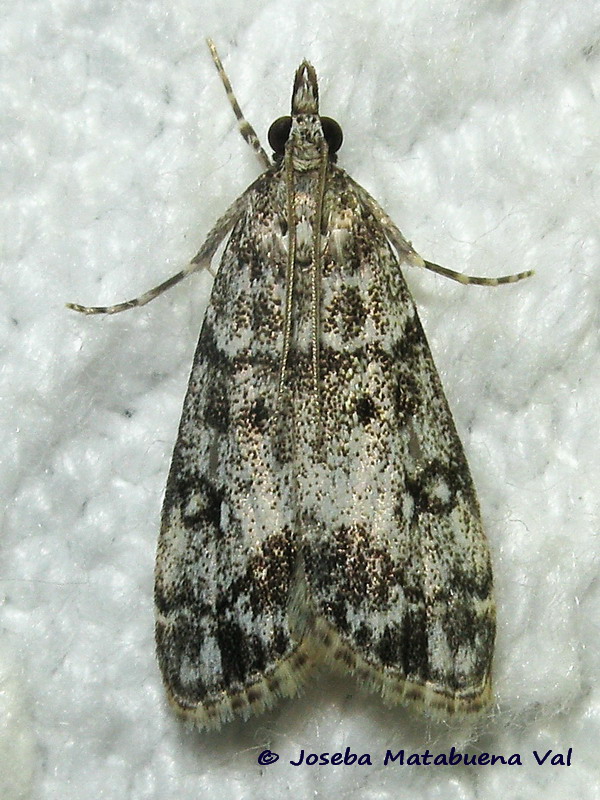 Eudonia lacustrata - Crambidae